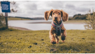 Un chiot de race Cocker court dans un pré à côté d'un lac