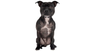 Le Staffie, une boule d’amour victime d’idées reçues