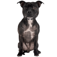 Le Staffie, une boule d’amour victime d’idées reçues