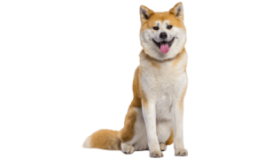 L’Akita Inu, un chien qui s’adapte au fonctionnement/caractère de son maître !