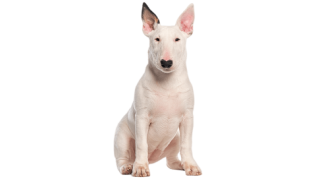 Le Bull Terrier, un chien de compagnie idéal !