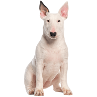 Le Bull Terrier, un chien de compagnie idéal !
