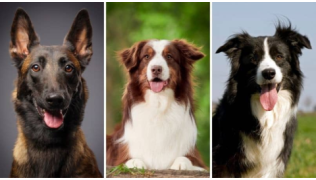 Trois chiens sont côté à côté dont un Berger Belge Malinois, un Berger Australien et un Border Collie