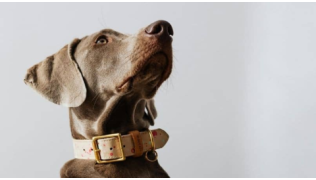 Un chien de race Braque de Weimar est assis devant un fond gris et regarde attentivement son maître