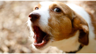 Un chien blanc et beige aboie sur quelqu'un en extérieur avec des yeux inquiets