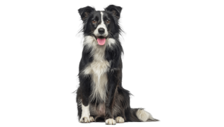 Le Border Collie, un compagnon fidèle et loyal