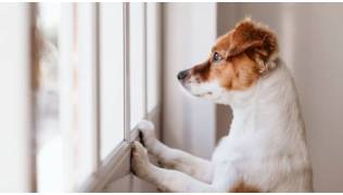 Un chien regarde par la fenêtre et attend que son maître rentre du travail