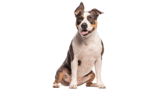 L’American Staff, ce chien très sociable victime d’une mauvaise image