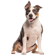 L’American Staff, ce chien très sociable victime d’une mauvaise image