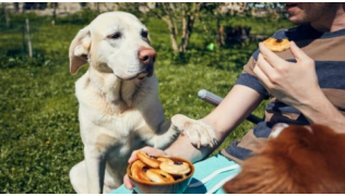 Un chien Labrador blanc réclame les gâteaux que mange son maître dans un parc