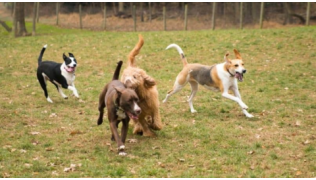 Quatre chiens se forcent à jouer ensemble dehors en courant dans l'herbe