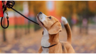 Un chien Beagle apprend la marche en laisse avec sa maîtresse dans la rue