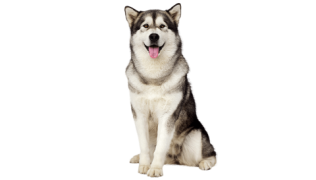 Le Malamute d’Alaska, un compagnon intelligent et dévoué