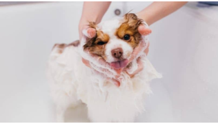 Un chiot se fait laver par sa maîtresse dans la baignoire avec du savon qui mousse