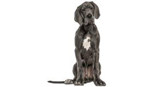 Le Dogue Allemand, un chien calme mais puissant