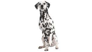 Le Dalmatien, un chien sensible victime de préjugés