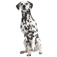 Le Dalmatien, un chien sensible victime de préjugés