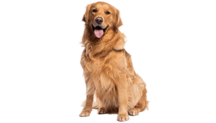 Le Golden Retriever, un chien jovial aux multiples talents