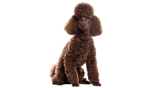 Le Caniche, un chien à sortir et à redécouvrir