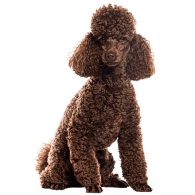 Le Caniche, un chien à sortir et à redécouvrir