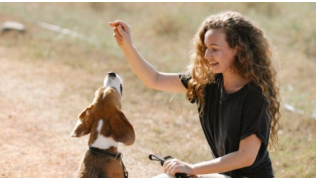 Une femme et son chien Beagle réalisent des tricks