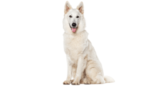 Le Berger Blanc Suisse, un chien puissant et très attachant