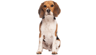 Le Beagle, un chien qui aime être entouré