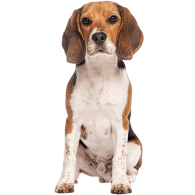 Le Beagle, un chien qui aime être entouré
