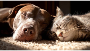 Un chien de race Labrador dort à côté du chat de la maison sur un tapis au soleil