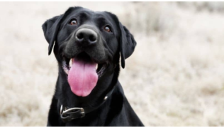 Un chien Labrador noir regard son maître l'air heureux, assis dans un pré lors d'une balade