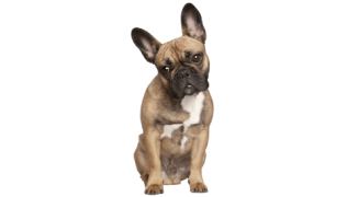 Le Bouledogue Français, un chien affectueux qui aime jouer