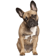 Le Bouledogue Français, un chien affectueux qui aime jouer