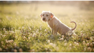 Un chiot apprend la propreté en faisant pipi dans l'herbe et regarde son maître