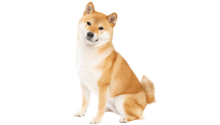 Le Shiba Inu, un compagnon loyal
