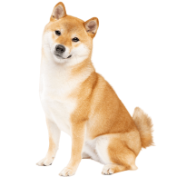 Le Shiba Inu, un compagnon loyal