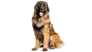 Le Leonberg, un géant au grand cœur