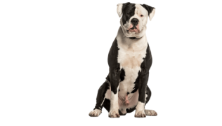 Le Bouledogue Américain, un modèle de loyauté