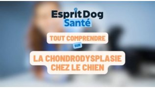 Esprit Dog Santé : Tout comprendre sur la chondrodysplasie chez le chien