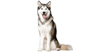 Le Husky, un chien indépendant victime d’idées reçues