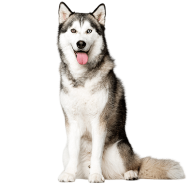 Le Husky, un chien indépendant victime d’idées reçues