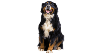 Le Bouvier Bernois, un chien fidèle qui a besoin d’attention