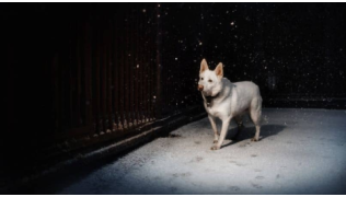 Un chien Berger Blanc Suisse marche dans la nuit sous la neige