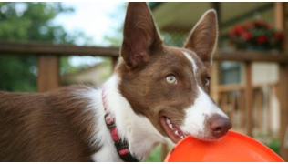 Un chien marron et blanc joue avec un frisbee orange qu'il tient dans sa gueule