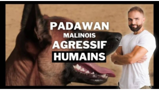 L'éducateur canin Tony Silvestre à côté d'un chien de race Malinois agressif humains