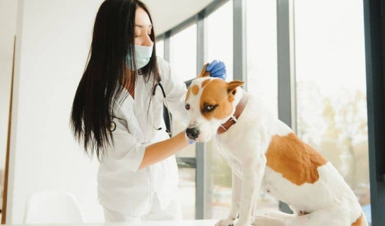 Pourquoi votre chien a peur du vétérinaire ?