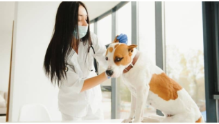Pourquoi votre chien a peur du vétérinaire ?