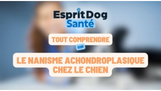 Esprit Dog Santé : Tout comprendre sur le nanisme achondroplasique chez le chien