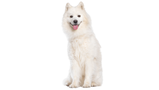 Le Samoyède, un chien élégant mais sensible