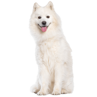 Le Samoyède, un chien élégant mais sensible