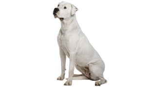 Le Dogue Argentin, un chien loyal qui demande de la tendresse